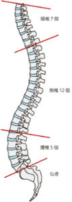 背骨の図